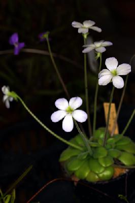 Pinguicula agnata (barranca de toliman)