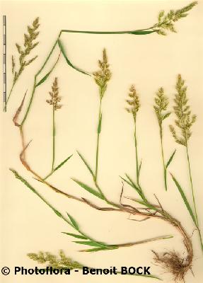 Agrostis stolonifera