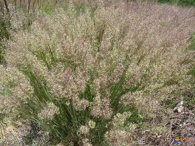 Agrostis curtisii