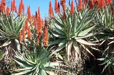 Aloe speciosa
