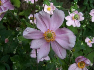 Anemone japonica