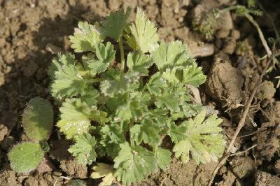 Aphanes arvensis