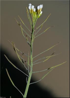Arabidopsis thaliana