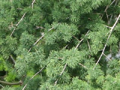 Asparagus  myriocladus