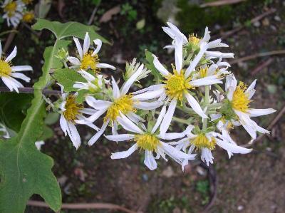 Montanoa bipinnatifida