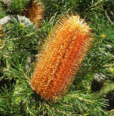 Banksia ericifolia