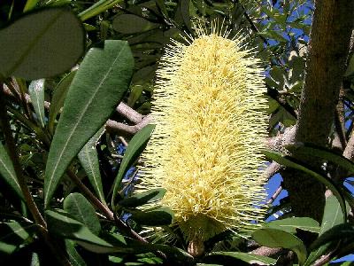 Banksia integrifolia