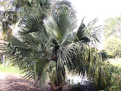 Sabal bermudana