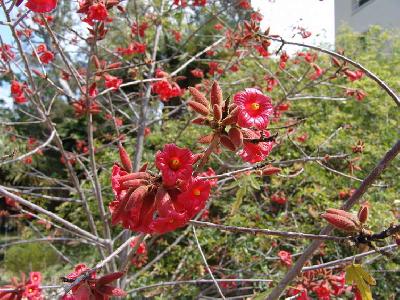 Brachychiton bidwillii