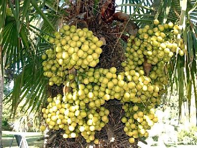 Trithrinax brasiliensis