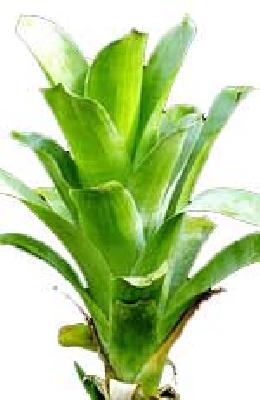 Brocchinia reducta