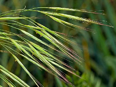 Bromus sterilis