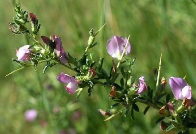 Ononis spinosa