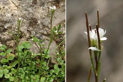 Cardamine hirsuta
