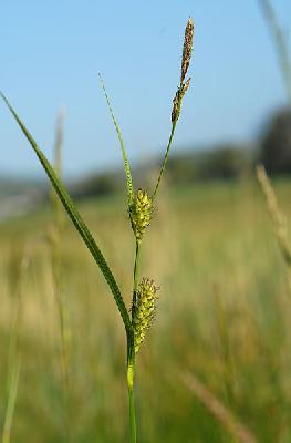 Carex hirta