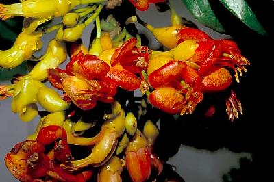 Castanospermum  australe