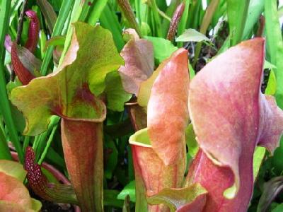 Sarracenia x catesbaei