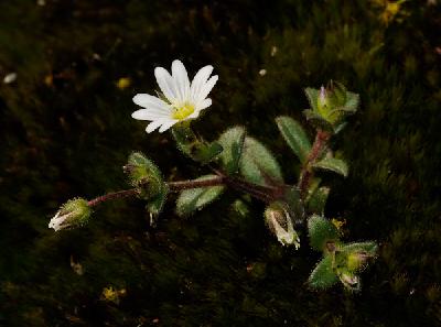 Cerastium pumilum