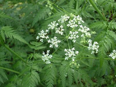 Anthriscus sylvestris