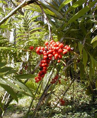 Chamaedorea microspadix