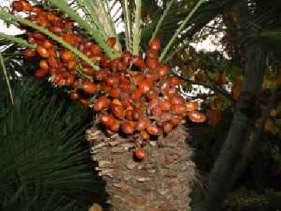 Chamaerops humilis