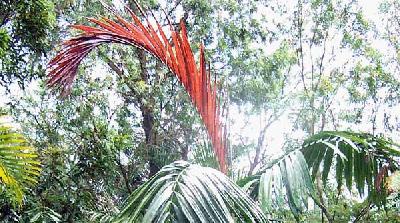 Chambeyronia macrocarpa