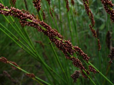 Chondropetalum tectorum
