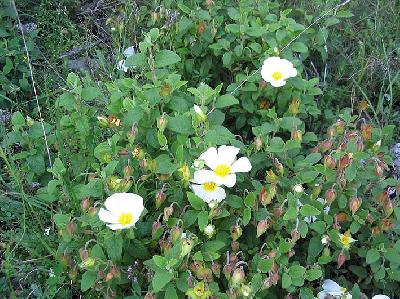 Cistus salviifolius