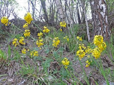 Coincya cheiranthos
