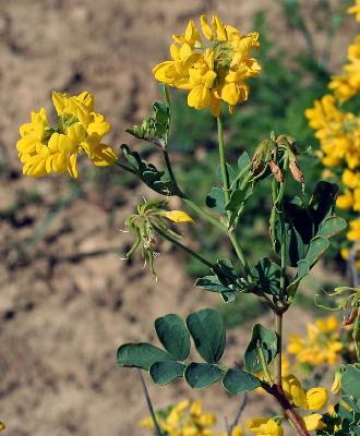 Coronilla glauca