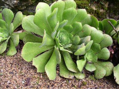 Aemonium canariense var palmense