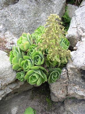 Aeonium virgineum
