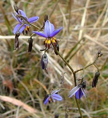 Dianella revoluta