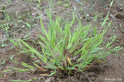 Dichanthelium acuminatum