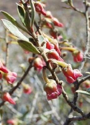 Diospyros  austro-africana