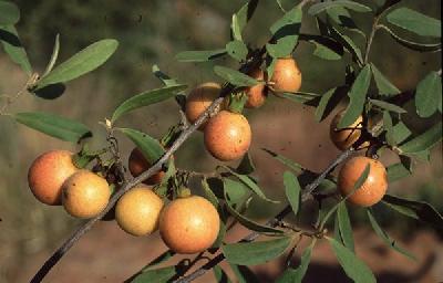 Diospyros lycioides