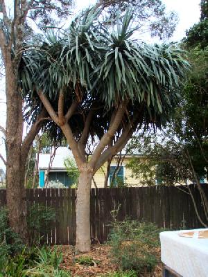 Dracaena draco