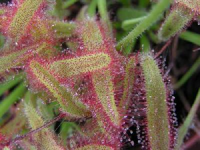 Drosera capensis