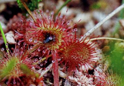 Drosera rotundifolia