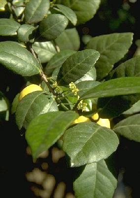 Elaeodendron capense