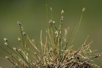 Eleocharis acicularis