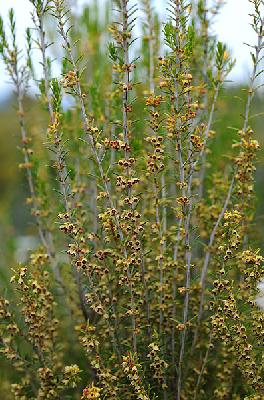 Erica scoparia