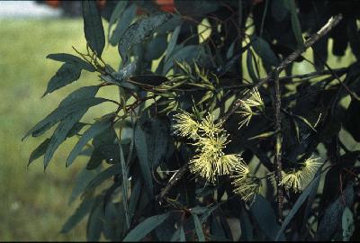 Eucalyptus cornuta