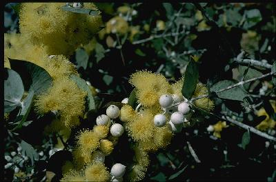 Eucalyptus crucis