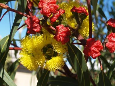 Eucalyptus erythrocorys