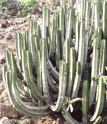 Euphorbia canariensis