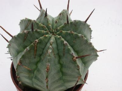 Euphorbia meloformis