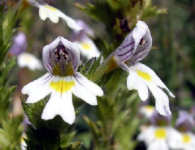 Euphrasia officinalis subsp. pratensis