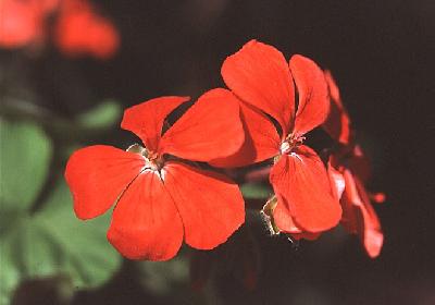 Pelargonium inquinans
