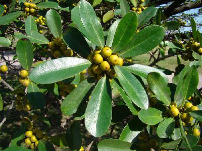 Ficus natalensis